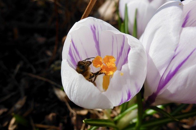 ดาวน์โหลดฟรี Insect Bee Blossom - ภาพถ่ายหรือรูปภาพฟรีที่จะแก้ไขด้วยโปรแกรมแก้ไขรูปภาพออนไลน์ GIMP