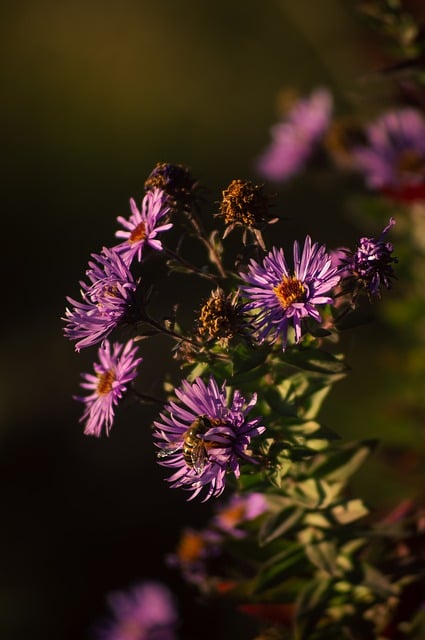 Kostenloser Download Insektenbienen-Entomologie-Blüte Kostenloses Bild, das mit dem kostenlosen Online-Bildeditor GIMP bearbeitet werden kann