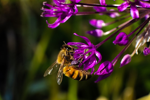 Free download insect bee entomology flower free picture to be edited with GIMP free online image editor