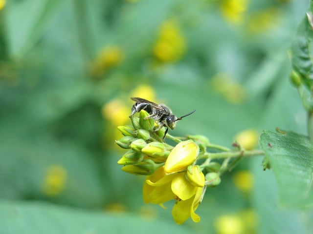 Free download insect bee entomology macro free picture to be edited with GIMP free online image editor