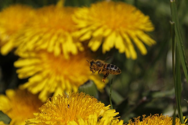 Free download insect bee entomology species free picture to be edited with GIMP free online image editor