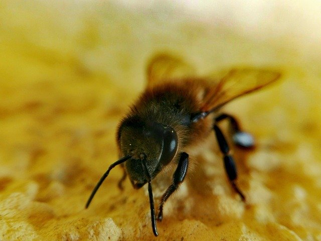 Free download Insect Bee Honey -  free photo or picture to be edited with GIMP online image editor