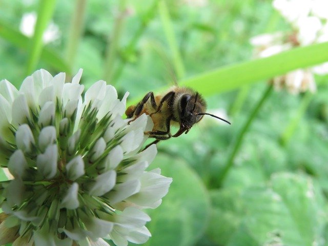 Bezpłatne pobieranie Insect Bee Honeybee - darmowe zdjęcie lub obraz do edycji za pomocą internetowego edytora obrazów GIMP