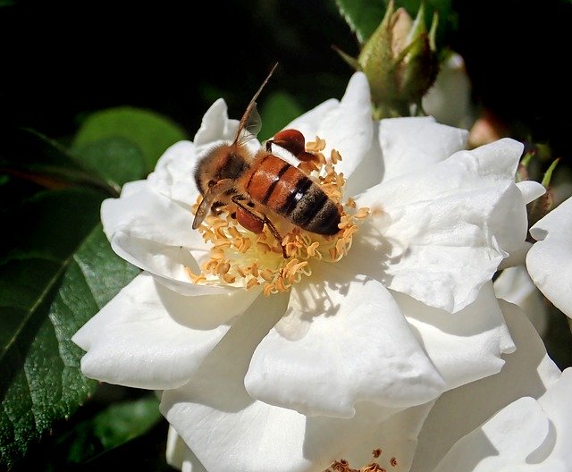 Téléchargement gratuit de Insect Bee Pollen - photo ou image gratuite à éditer avec l'éditeur d'images en ligne GIMP