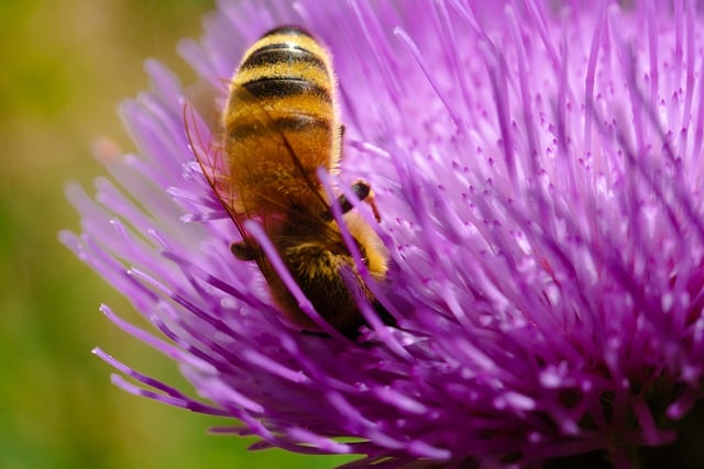 Descărcare gratuită insectă albine polenizare entomologie imagine gratuită pentru a fi editată cu editorul de imagini online gratuit GIMP