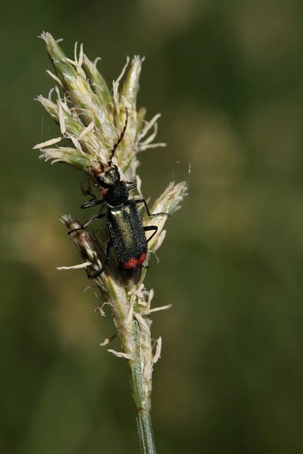 Free download insect beetle entomology macro free picture to be edited with GIMP free online image editor