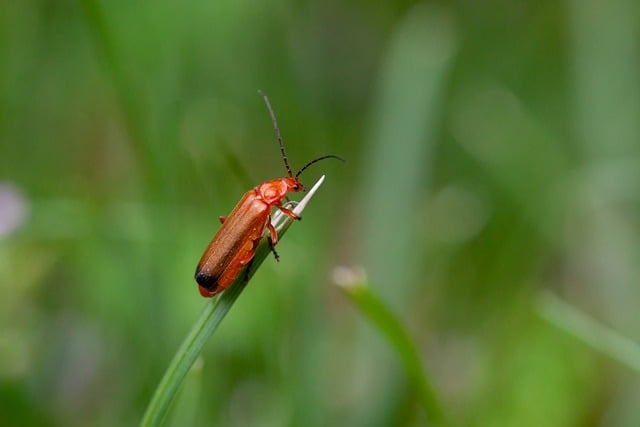 Free download insect beetle soft beetle close up free picture to be edited with GIMP free online image editor