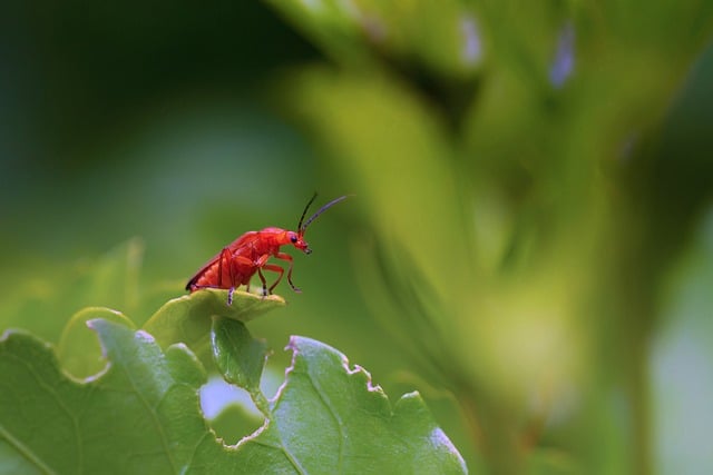 Free download insect beetle soft beetle sensor free picture to be edited with GIMP free online image editor