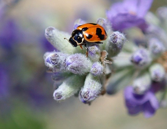 Descărcare gratuită Insect Beetle Spotted - fotografie sau imagini gratuite pentru a fi editate cu editorul de imagini online GIMP