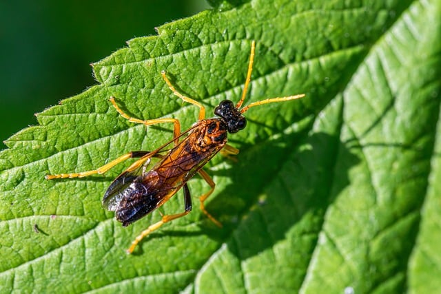 Free download insect behavior camouflage free picture to be edited with GIMP free online image editor