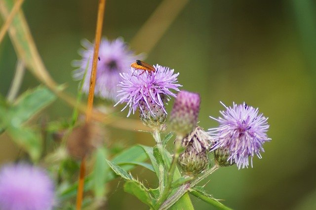 Scarica gratuitamente Insect Blossom Bloom: foto o immagine gratuita da modificare con l'editor di immagini online GIMP