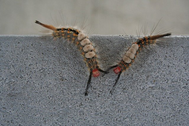 Free download Insect Bug Caterpillar -  free photo or picture to be edited with GIMP online image editor