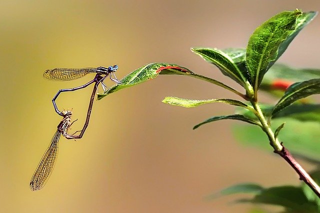 Descărcare gratuită Insect Bug Dragonfly - fotografie sau imagini gratuite pentru a fi editate cu editorul de imagini online GIMP