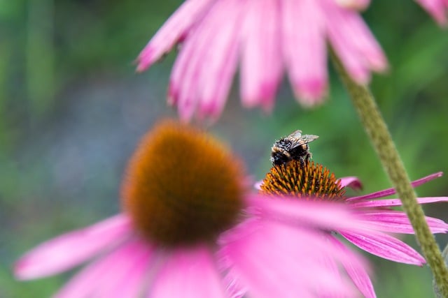 Free download insect bumblebee entomology free picture to be edited with GIMP free online image editor