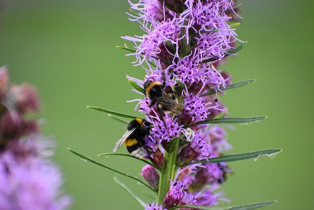 Free download insect bumblebee entomology macro free picture to be edited with GIMP free online image editor