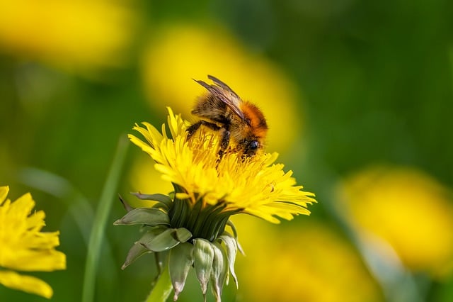 Free download insect bumblebee pollen pollination free picture to be edited with GIMP free online image editor