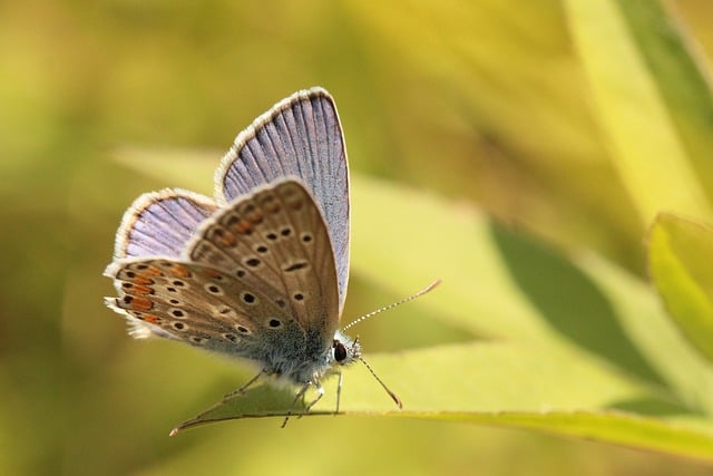 Free download insect butterfly entomology species free picture to be edited with GIMP free online image editor