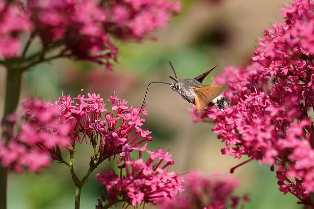 Free download insect butterfly food entomology free picture to be edited with GIMP free online image editor