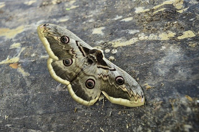 Free download Insect Butterfly Moth Wiener -  free photo or picture to be edited with GIMP online image editor
