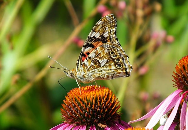 免费下载昆虫蝴蝶授粉免费图片，使用 GIMP 免费在线图像编辑器进行编辑