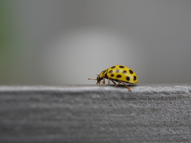 Free download Insect Close Up Beetle -  free photo or picture to be edited with GIMP online image editor