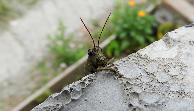 Free download Insect Cricket -  free photo or picture to be edited with GIMP online image editor