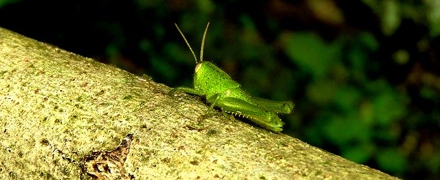 Descărcare gratuită Insect Cricket Jumper - fotografie sau imagini gratuite pentru a fi editate cu editorul de imagini online GIMP