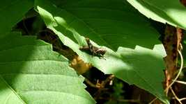 Free download Insect Cricket Leaf -  free video to be edited with OpenShot online video editor