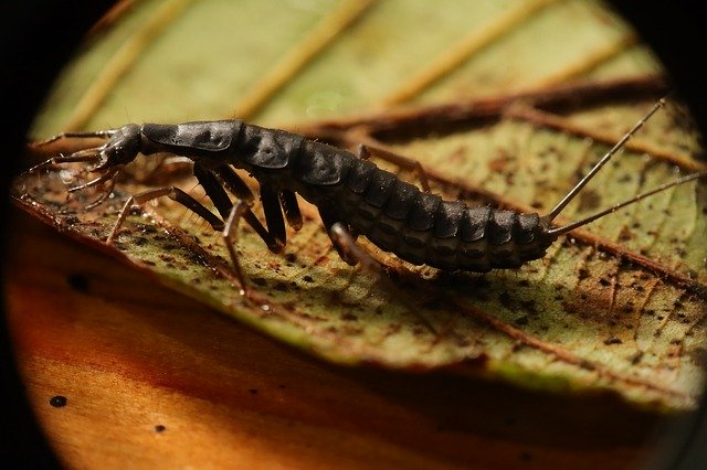 دانلود رایگان Insect Dermáptera Nature - عکس یا تصویر رایگان قابل ویرایش با ویرایشگر تصویر آنلاین GIMP