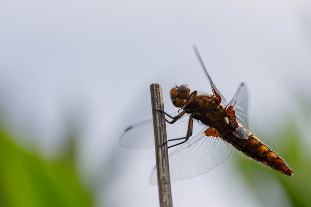 Free download insect dragon fly close up nature free picture to be edited with GIMP free online image editor
