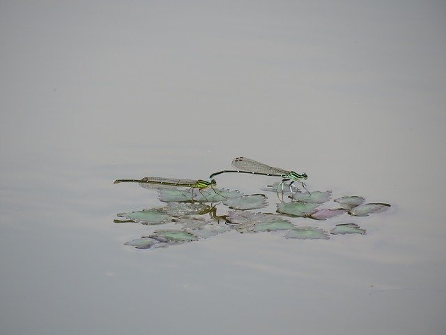 Free download Insect Dragonfly Damselflies -  free photo or picture to be edited with GIMP online image editor
