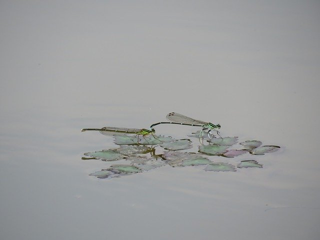 ດາວ​ໂຫຼດ​ຟຣີ Insect Dragonfly Damselflies - ຮູບ​ພາບ​ຟຣີ​ຫຼື​ຮູບ​ພາບ​ທີ່​ຈະ​ໄດ້​ຮັບ​ການ​ແກ້​ໄຂ​ກັບ GIMP ອອນ​ໄລ​ນ​໌​ບັນ​ນາ​ທິ​ການ​ຮູບ​ພາບ