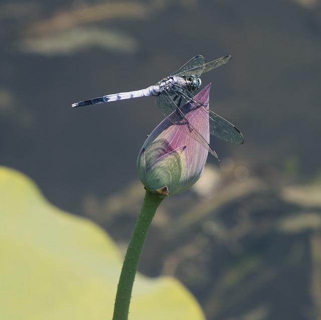 Free download insect dragonfly entomology macro free picture to be edited with GIMP free online image editor