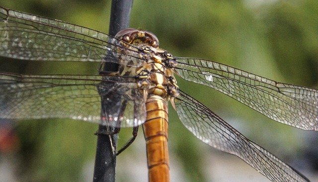 Free download Insect Dragonfly Nature -  free photo or picture to be edited with GIMP online image editor