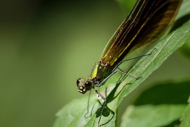 ดาวน์โหลดฟรี แมลง แมลงปอ ธรรมชาติ กีฏวิทยา ภาพฟรีที่จะแก้ไขด้วย GIMP โปรแกรมแก้ไขภาพออนไลน์ฟรี