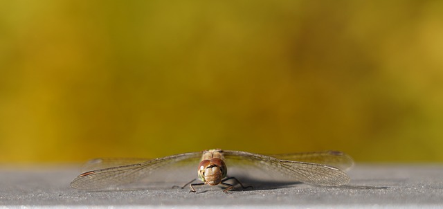 Free download insect dragonfly wings entomology free picture to be edited with GIMP free online image editor