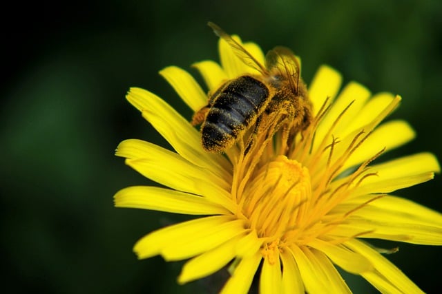 Free download insect entomology bee flower free picture to be edited with GIMP free online image editor
