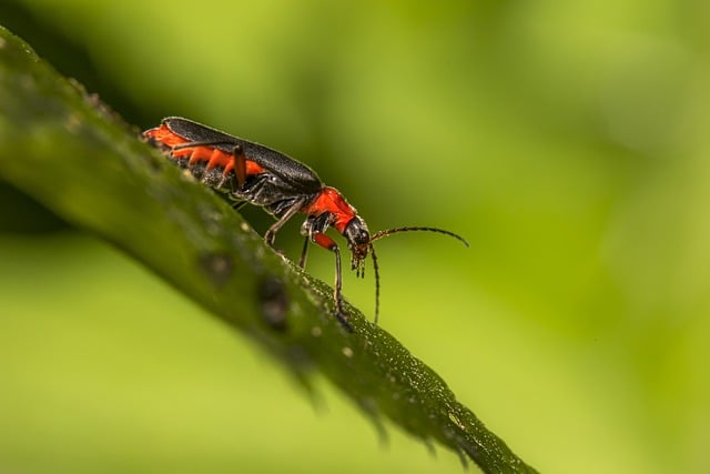 Free download insect entomology beetle species free picture to be edited with GIMP free online image editor