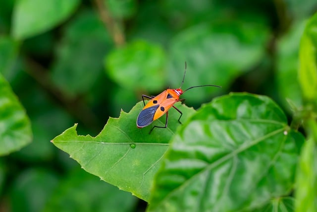 Free download insect entomology bug macro leaves free picture to be edited with GIMP free online image editor