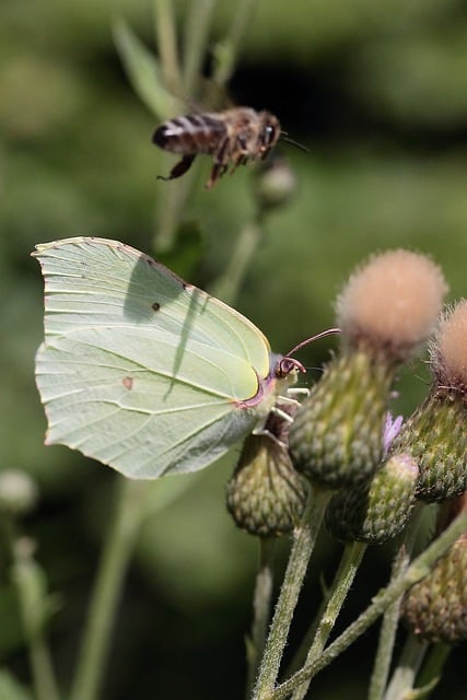 Scarica gratuitamente l'immagine gratuita della farfalla dell'entomologia degli insetti da modificare con l'editor di immagini online gratuito di GIMP
