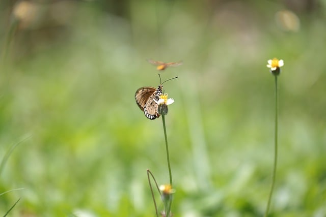 Free download insect entomology butterfly nature free picture to be edited with GIMP free online image editor