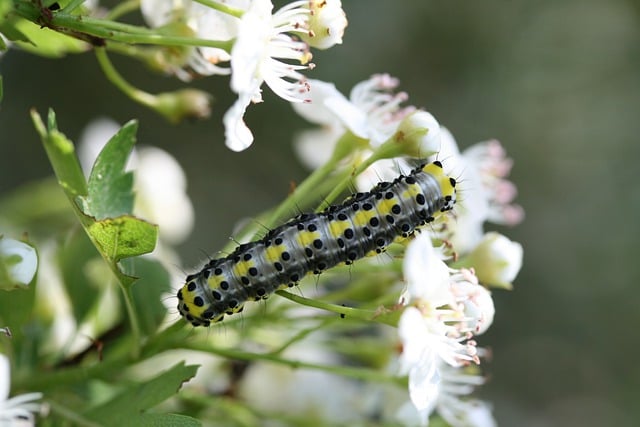 Free download insect entomology caterpillar free picture to be edited with GIMP free online image editor