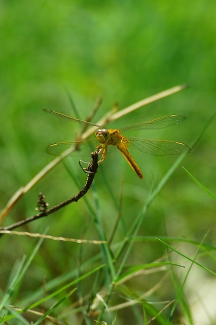 Free download insect entomology dragonfly animal free picture to be edited with GIMP free online image editor