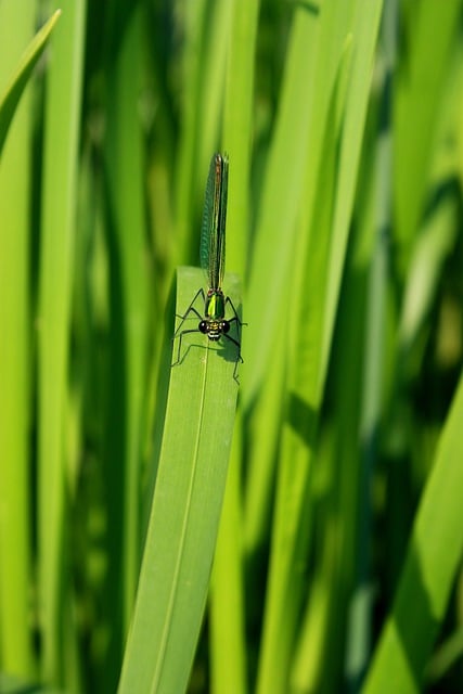 Free download insect entomology dragonfly species free picture to be edited with GIMP free online image editor
