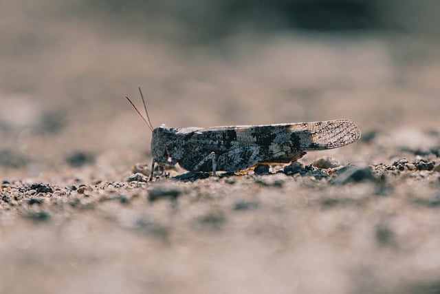 Free download insect entomology grasshopper macro free picture to be edited with GIMP free online image editor