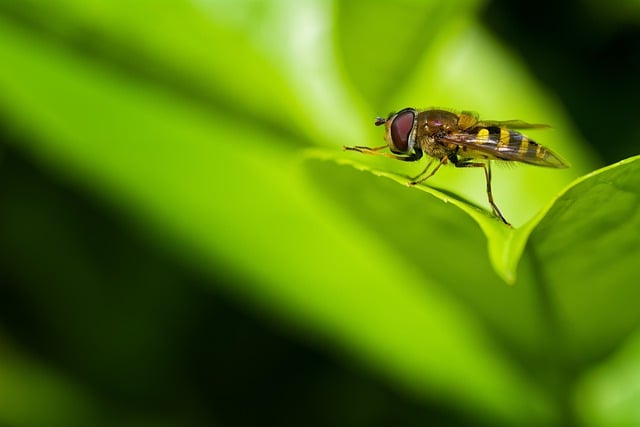 Free download insect entomology hoverfly macro free picture to be edited with GIMP free online image editor