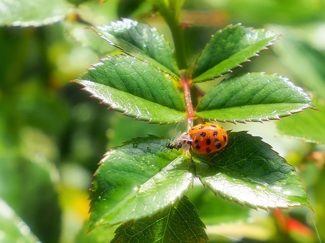 Free download insect entomology ladybug aphid free picture to be edited with GIMP free online image editor