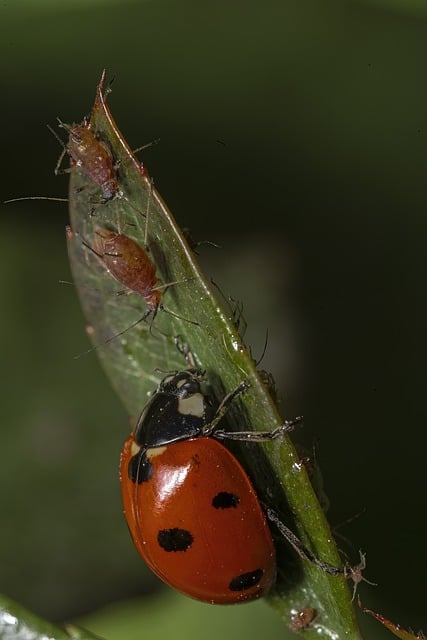 Free download insect entomology ladybug beetle free picture to be edited with GIMP free online image editor