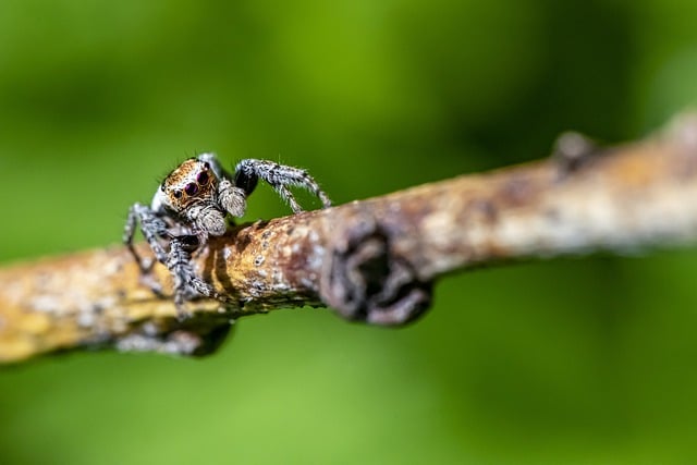 Free download insect entomology spider free picture to be edited with GIMP free online image editor