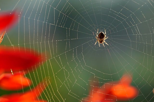 Free download insect entomology spider fauna free picture to be edited with GIMP free online image editor